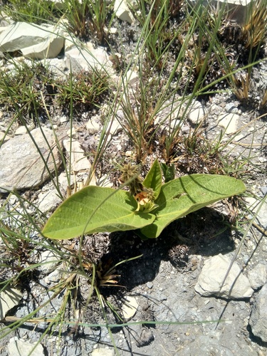 Eriosema chrysadenium