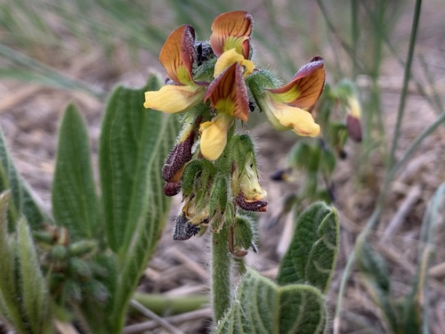 Eriosema cordatum (Heart-leaved Eriosema) — photo