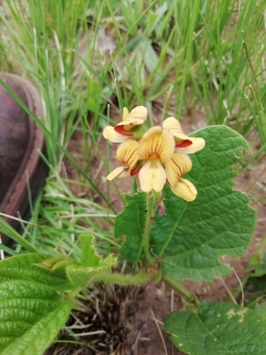 Eriosema cordatum