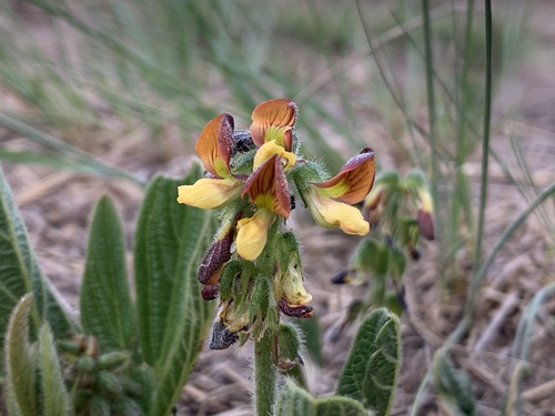 Eriosema cordatum (Heart-leaved Eriosema) — photo