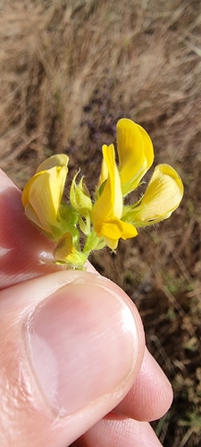 Eriosema cordifolium — photo