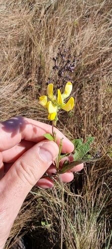 Eriosema cordifolium