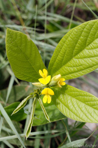 Eriosema ellipticifolium