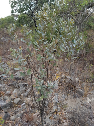 Eriosema ellipticum (Indian pea) — photo