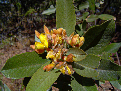 Eriosema ellipticum