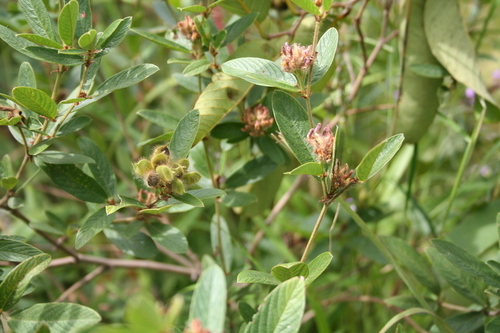 Eriosema glomeratum — photo