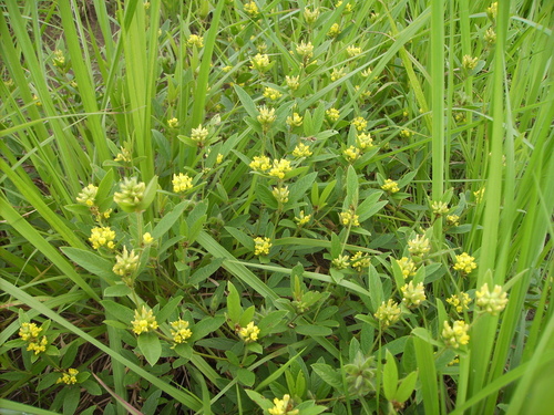 Eriosema glomeratum