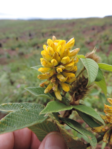 Eriosema montanum