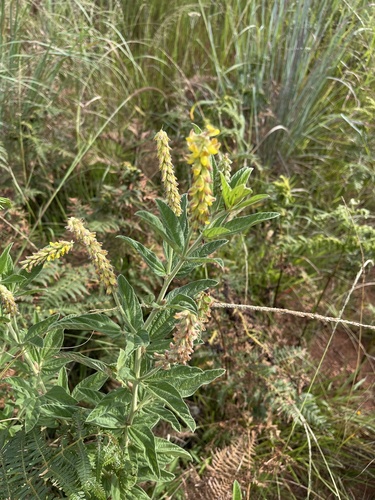 Eriosema nutans — photo