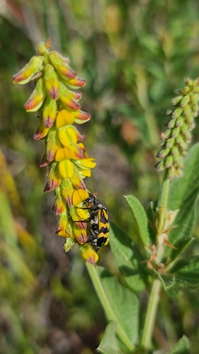 Eriosema nutans
