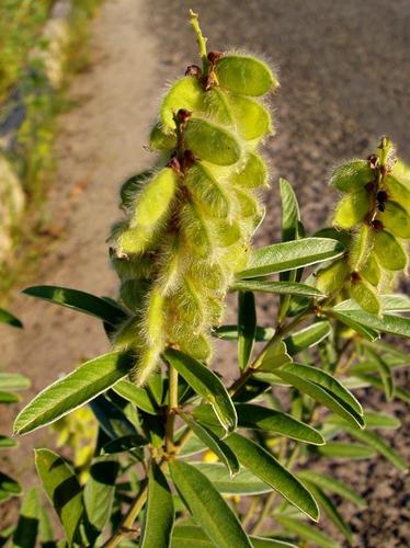 Eriosema psoraleoides (Shrubby yellow eriosema) — photo