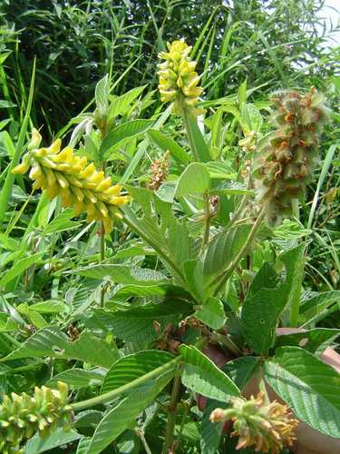 Eriosema psoraleoides (Shrubby yellow eriosema) — photo