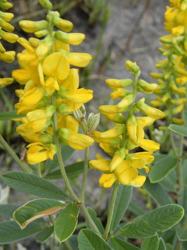 Eriosema psoraleoides