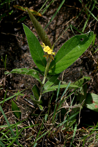 Eriosema shirense — photo