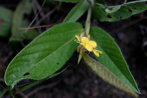 Eriosema shirense — photo
