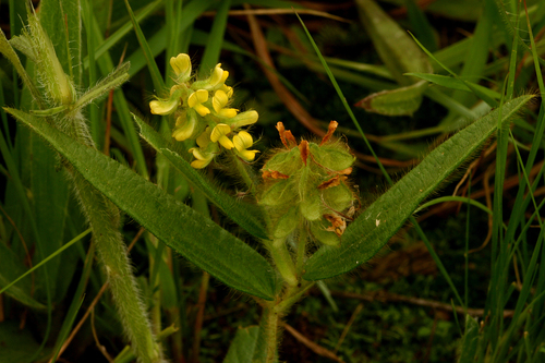 Eriosema shirense