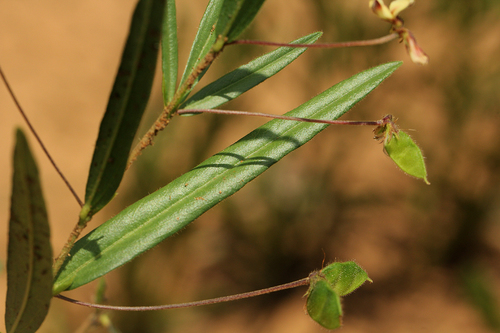 Eriosema youngii — photo