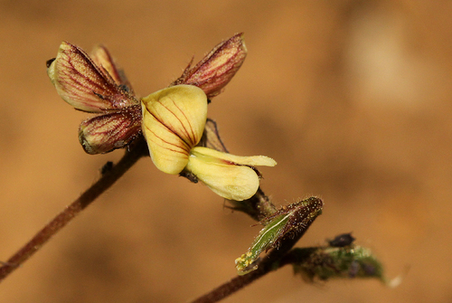 Eriosema youngii