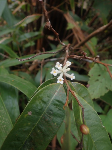 Eriosolena composita — photo