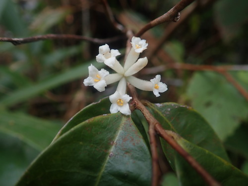 Eriosolena composita
