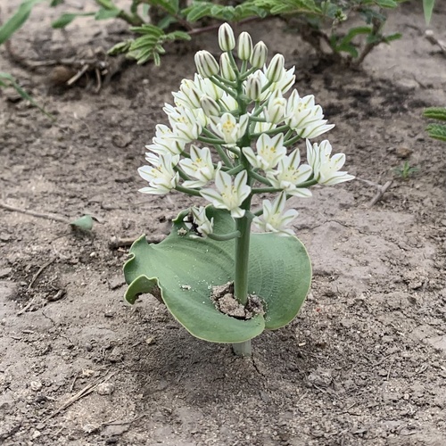 Eriospermum currorii