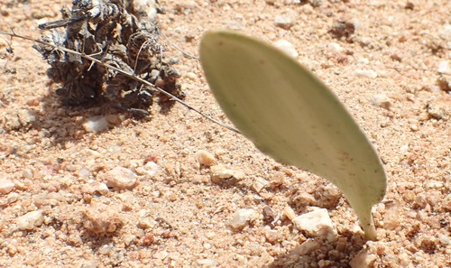 Eriospermum parvifolium — photo