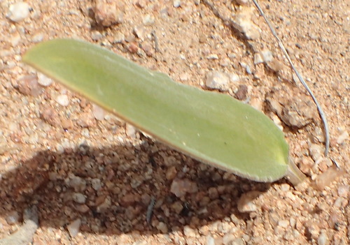 Eriospermum parvifolium