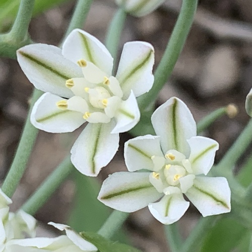 Eriospermum rautanenii — photo