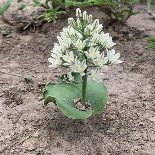 Eriospermum rautanenii