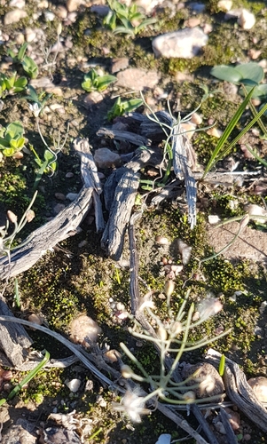 Eriospermum spirale — photo