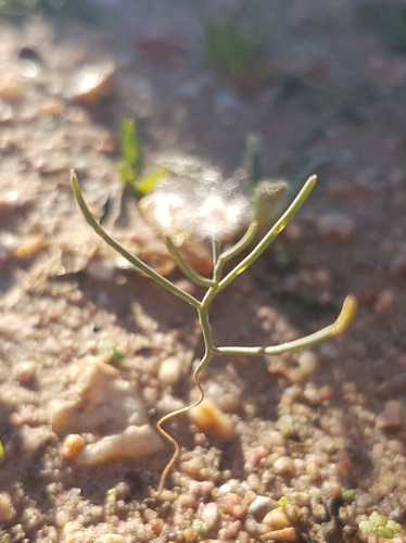Eriospermum spirale — photo