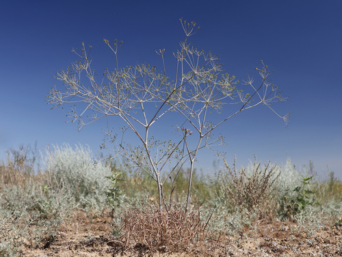 Eriosynaphe longifolia (Long-leafed furry) — photo