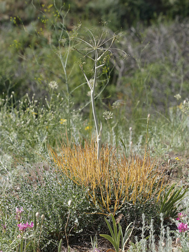 Eriosynaphe longifolia (Long-leafed furry) — photo