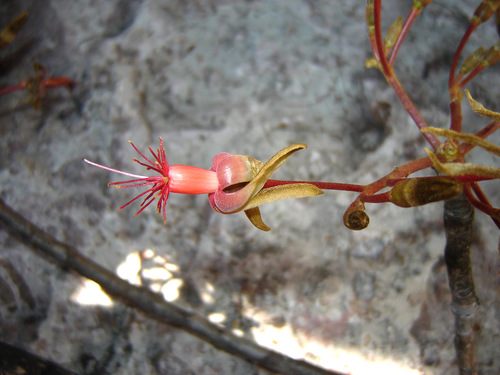 Eriotheca roseorum — photo