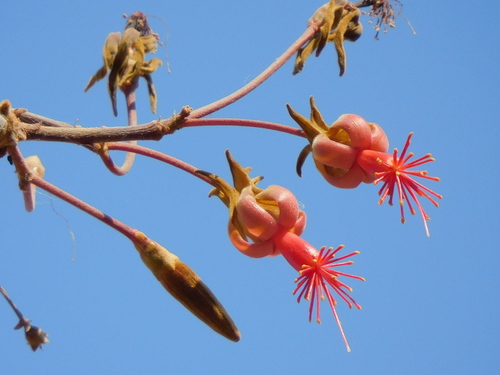 Eriotheca roseorum