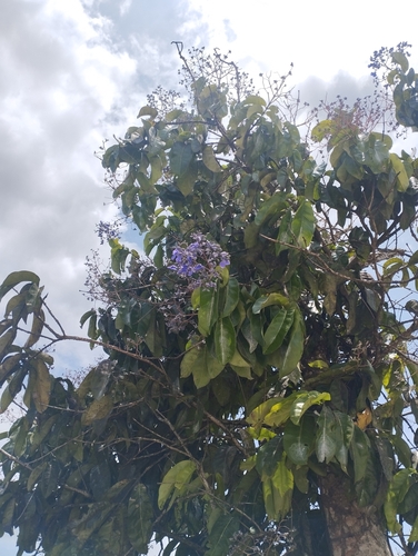 Erisma calcaratum