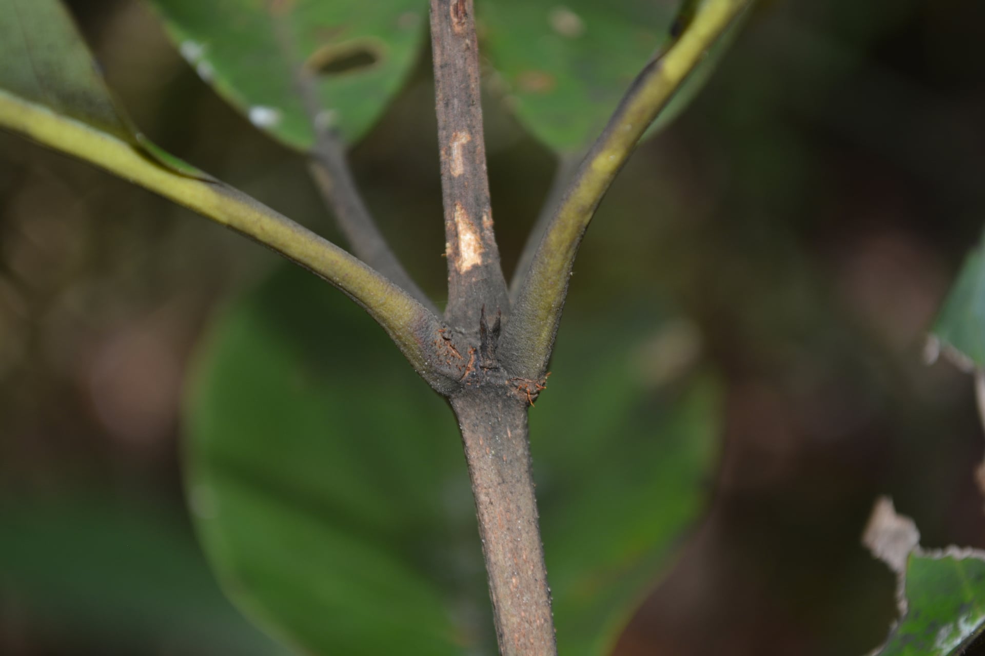 Erisma japura (Japura) — photo