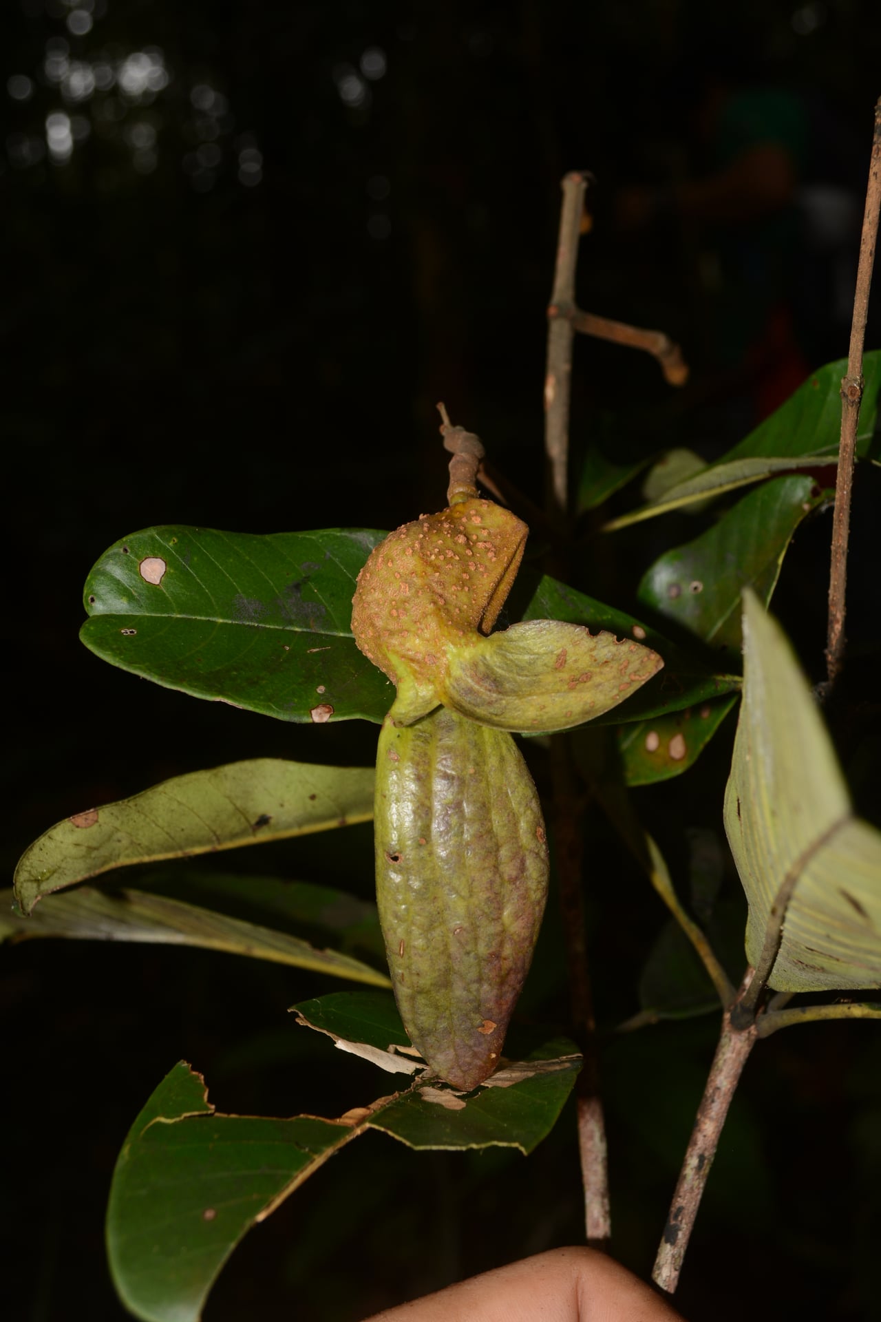 Erisma japura (Japura) — photo