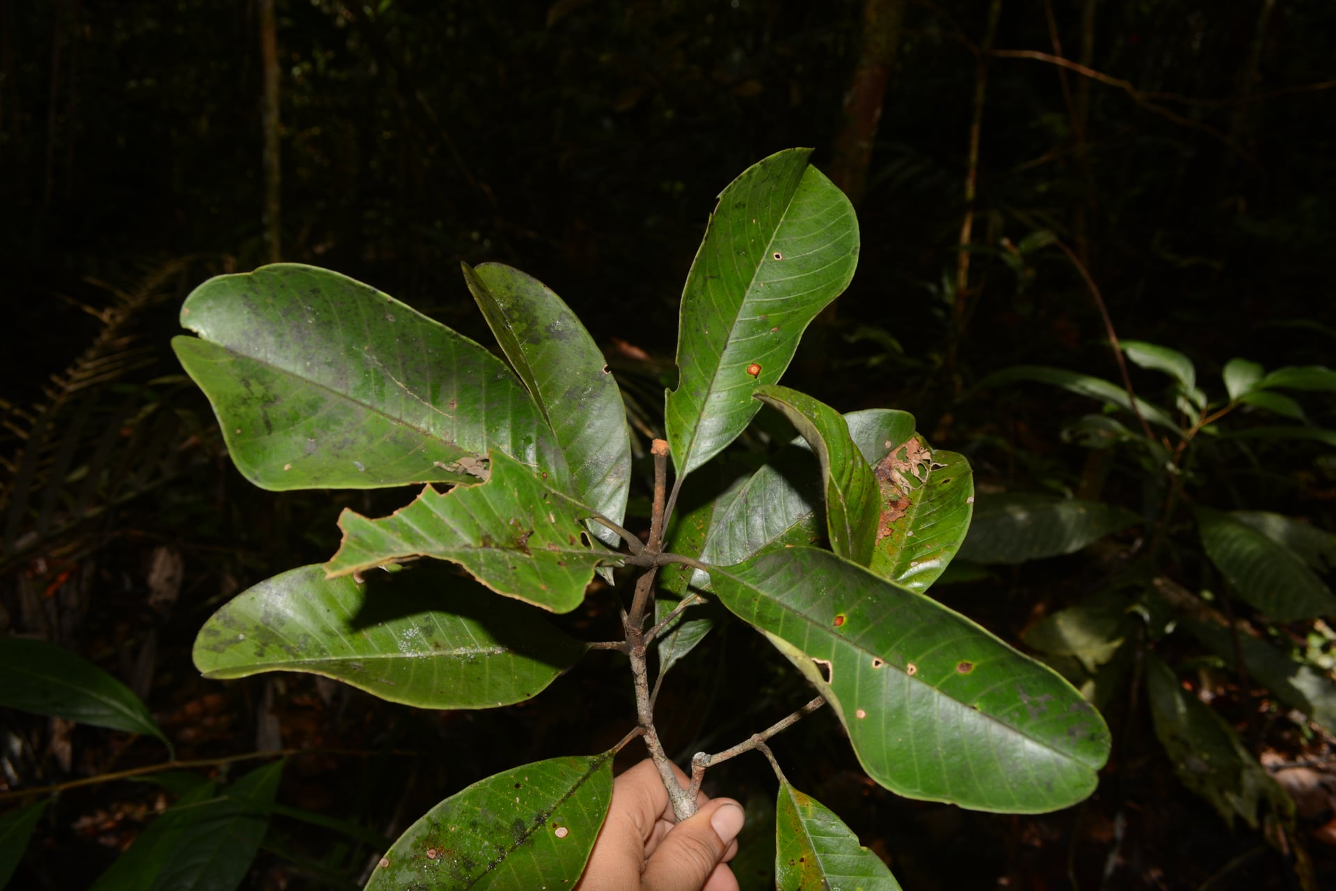 Erisma japura