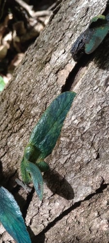 Erisma uncinatum (Bruto) — photo