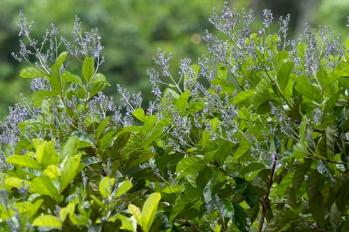 Vochysiaceae