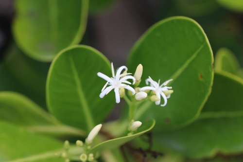 Erithalis odorifera (Scented blacktorch) — photo