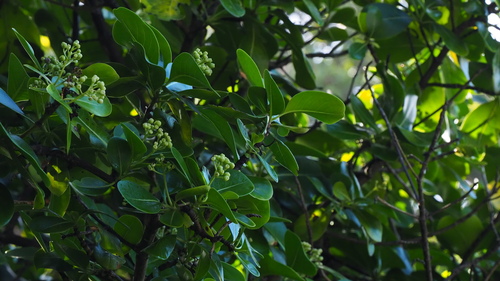 Erithalis odorifera