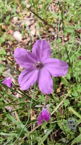 Erodium acaule (Stemless stork's bill) — photo
