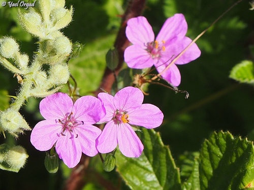 Erodium acaule