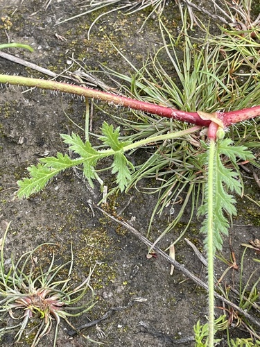 Erodium botrys (Long heronsbill) — photo
