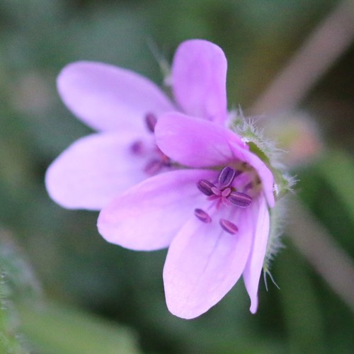 Erodium cicutarium (Common Storksbill) — photo