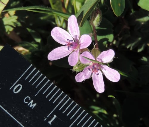Geraniaceae