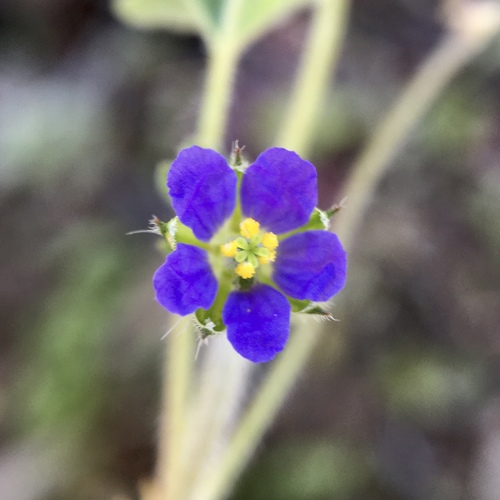 Erodium crinitum (Native Crowsfoot) — photo