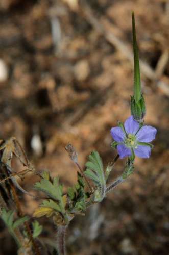 Erodium crinitum